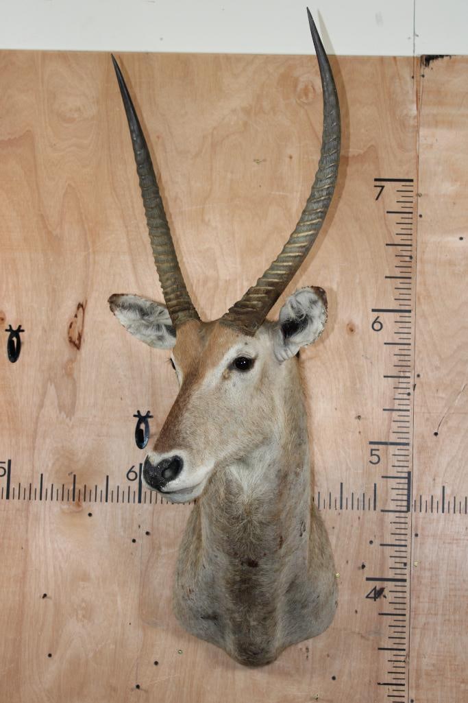 WATERBUCK Shoulder Mount - 2