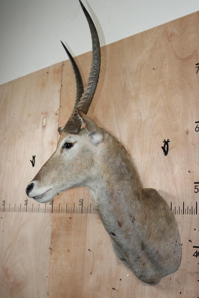 WATERBUCK Shoulder Mount - 3