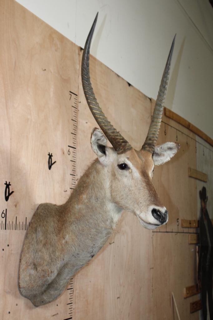 WATERBUCK Shoulder Mount - 4