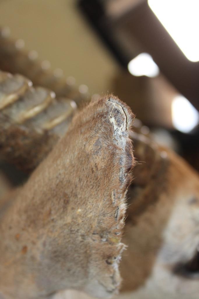 WATERBUCK Shoulder Mount - 6