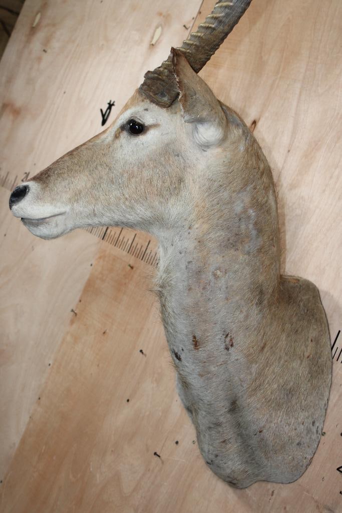 WATERBUCK Shoulder Mount - 8