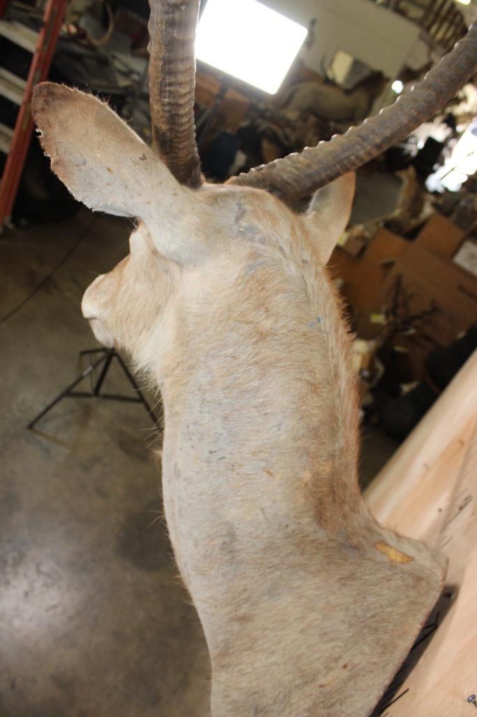 WATERBUCK Shoulder Mount - 9