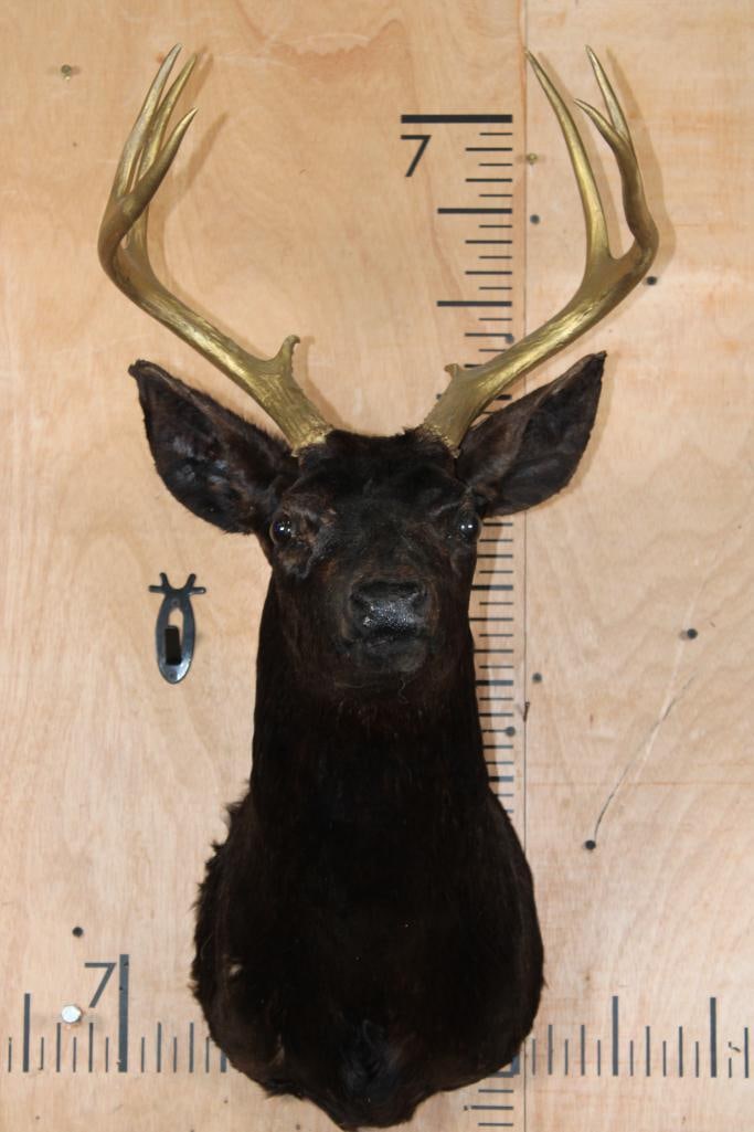 8-Point WHITETAIL DEER Shoulder Mount Dyed Black with Painted Gold Horns: 8-Point WHITETAIL DEER Shoulder Mount with a 15.5" Spread. It is Dyed Black with Painted Gold Horns. TAXIDERMY 