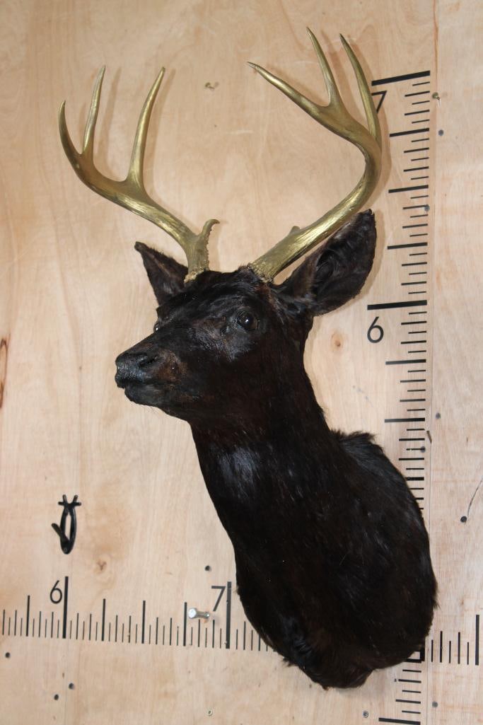 8-Point WHITETAIL DEER Shoulder Mount Dyed Black with Painted Gold Horns - 2