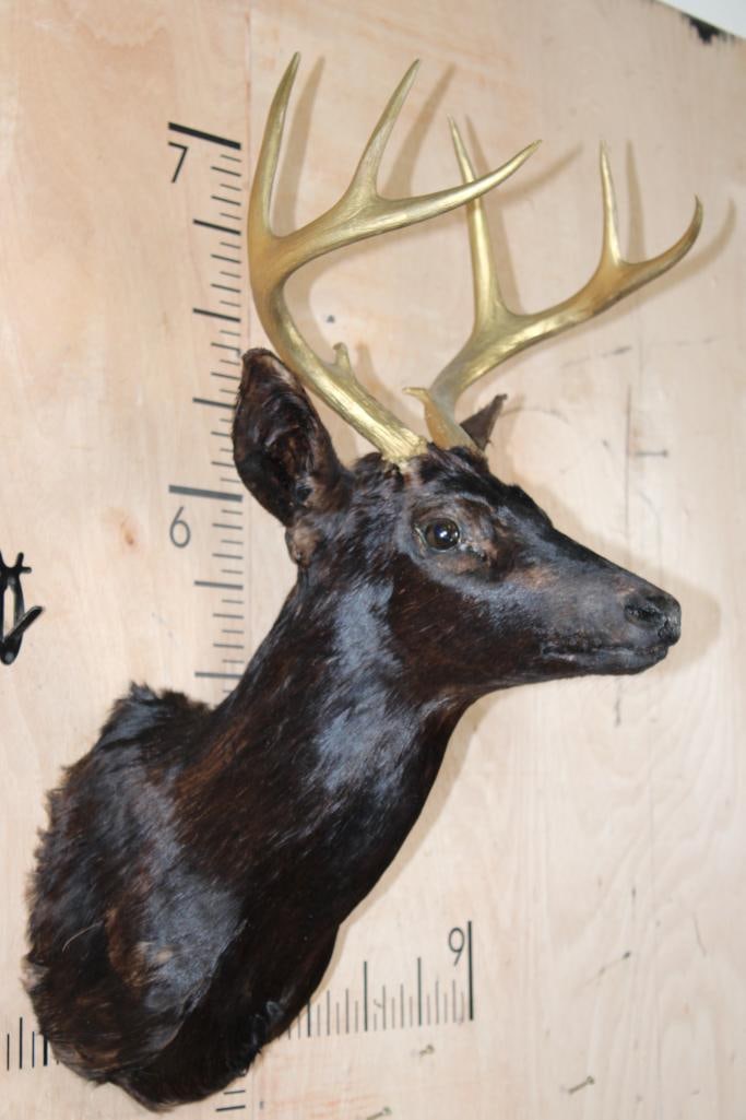 8-Point WHITETAIL DEER Shoulder Mount Dyed Black with Painted Gold Horns - 3