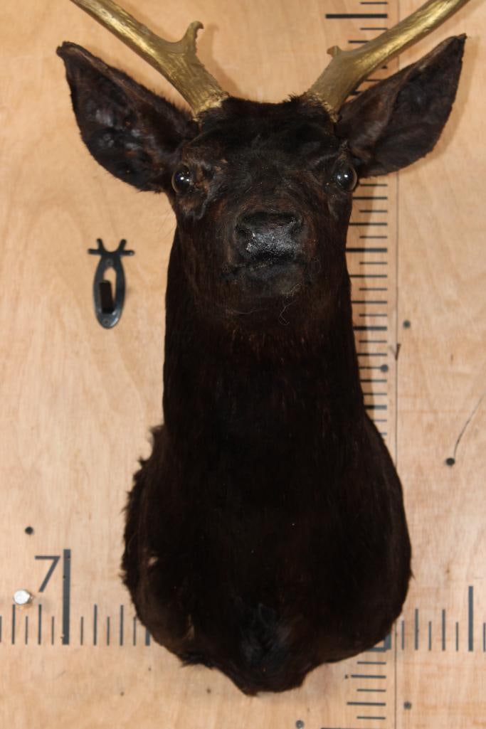8-Point WHITETAIL DEER Shoulder Mount Dyed Black with Painted Gold Horns - 5