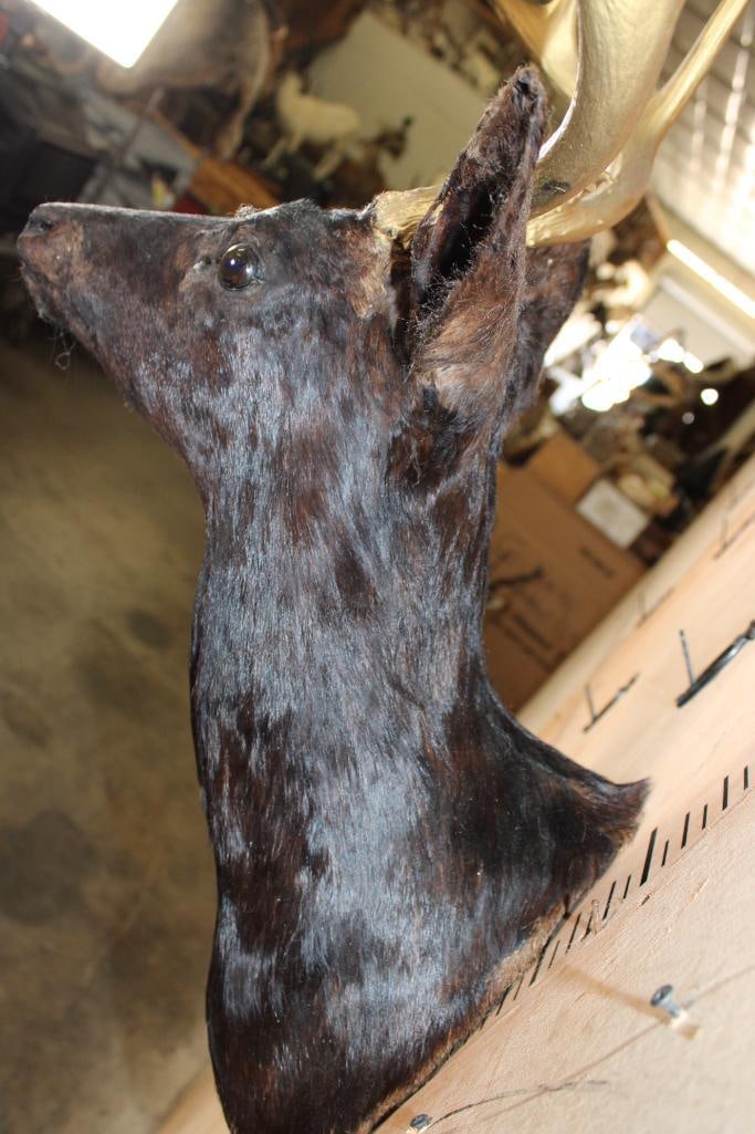 8-Point WHITETAIL DEER Shoulder Mount Dyed Black with Painted Gold Horns - 7