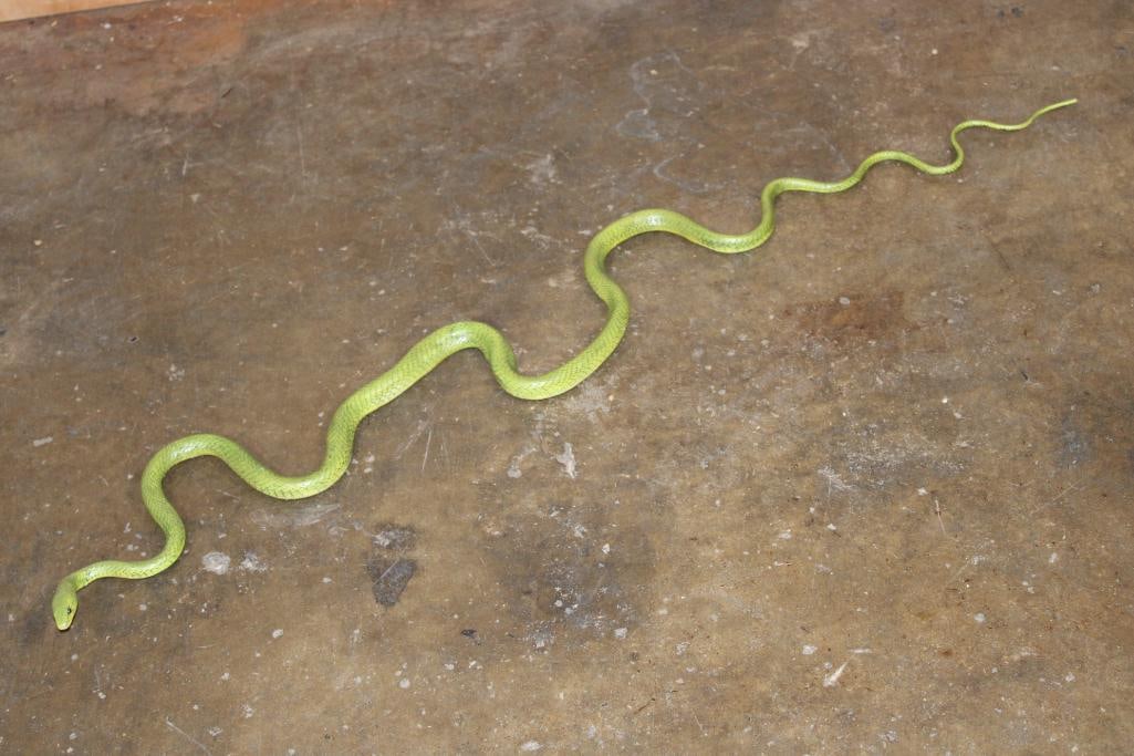 GREEN MAMBA Snake Sculpture: Very realistic GREEN MAMBA Snake Sculpture. It measures 47" Long (in a straight line) x 7" Wide and is made from resin. COLLECTIBLE WILDLIFE ART 
