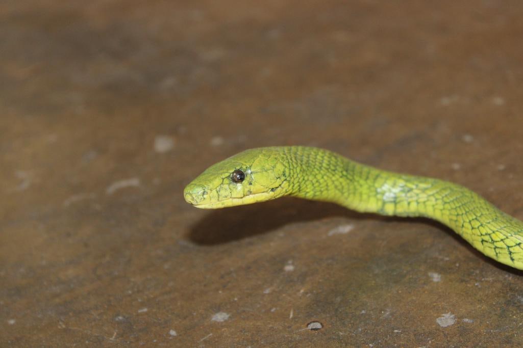 GREEN MAMBA Snake Cast Sculpture - 3