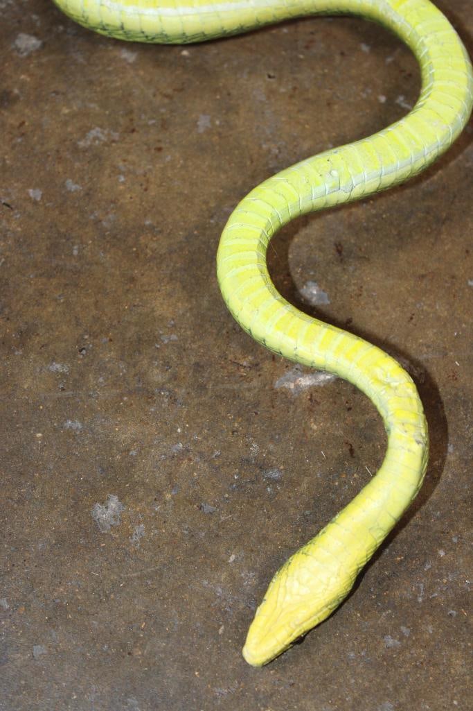 GREEN MAMBA Snake Cast Sculpture - 7