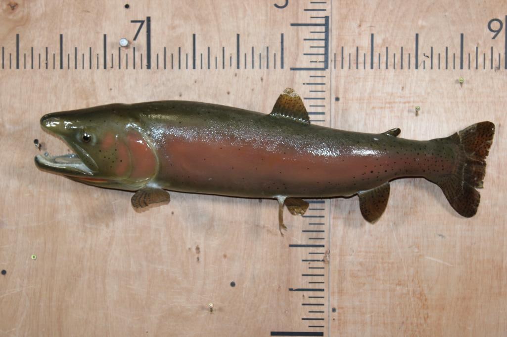 *Real Skin* CUTTHROAT SALMON with a Reproduction Head: *Real Skin* CUTTHROAT SALMON with a Reproduction Head. It measures 30" Long x 11" Tall x 6" Depth. It was Taken in Neveda. Most of the fins are damaged. TAXIDERMY FISH 