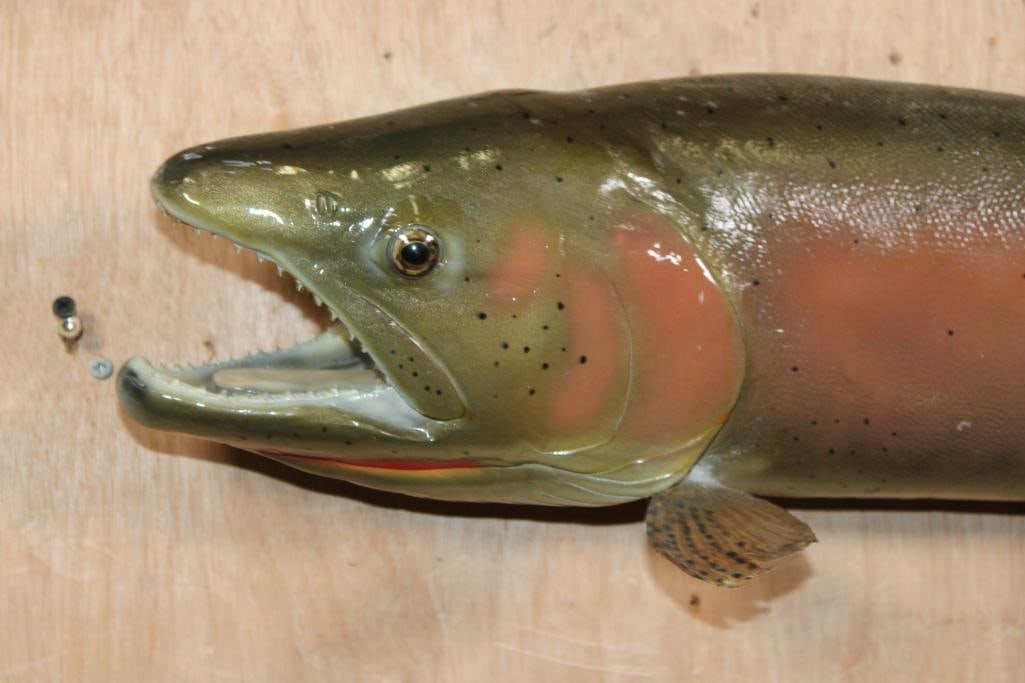 *Real Skin* CUTTHROAT SALMON with a Reproduction Head - 2