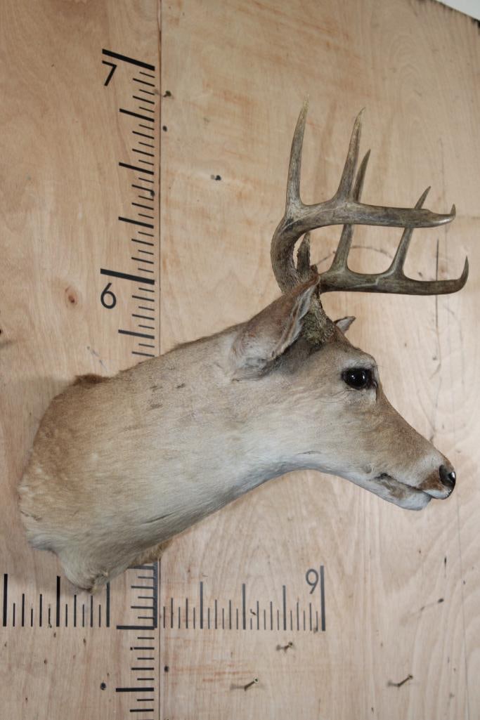 8-Point WHITETAIL DEER Shoulder Mount - 3