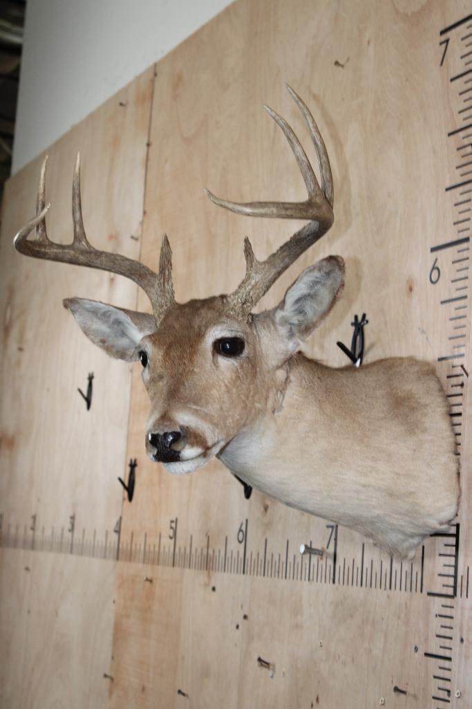 8-Point WHITETAIL DEER Shoulder Mount - 4