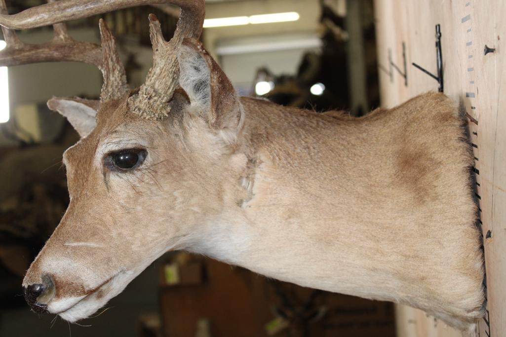 8-Point WHITETAIL DEER Shoulder Mount - 5