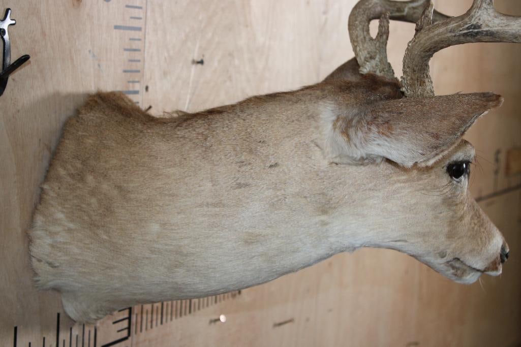 8-Point WHITETAIL DEER Shoulder Mount - 6