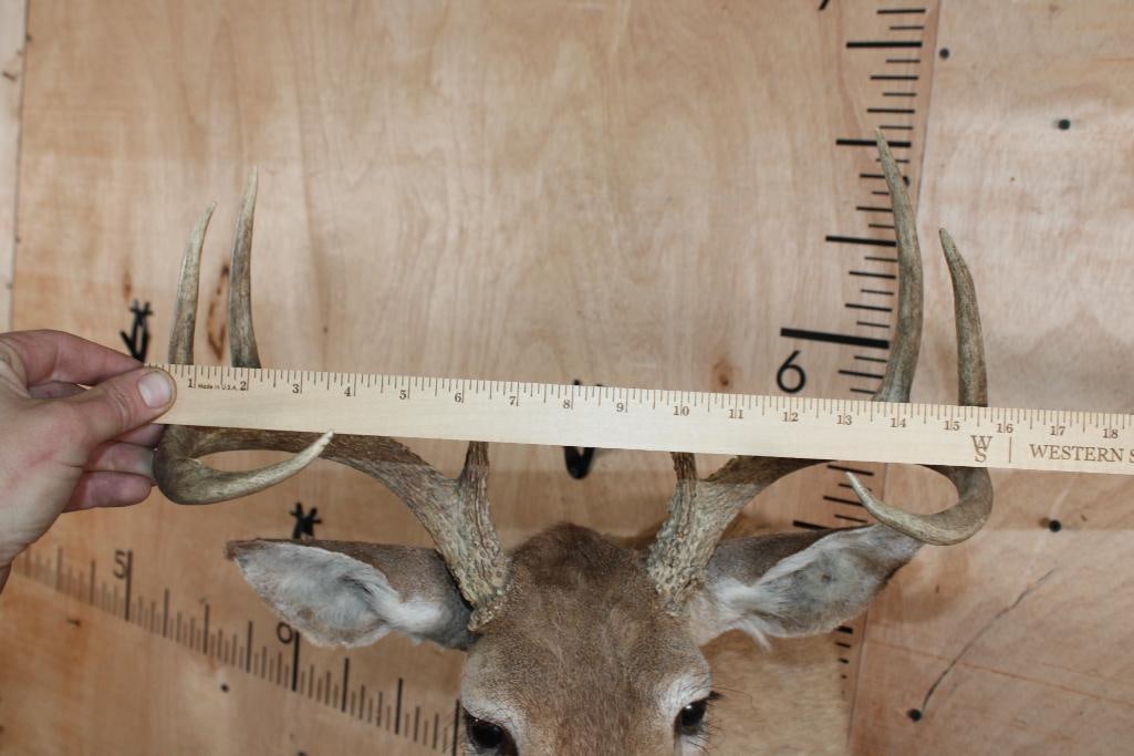 8-Point WHITETAIL DEER Shoulder Mount - 7
