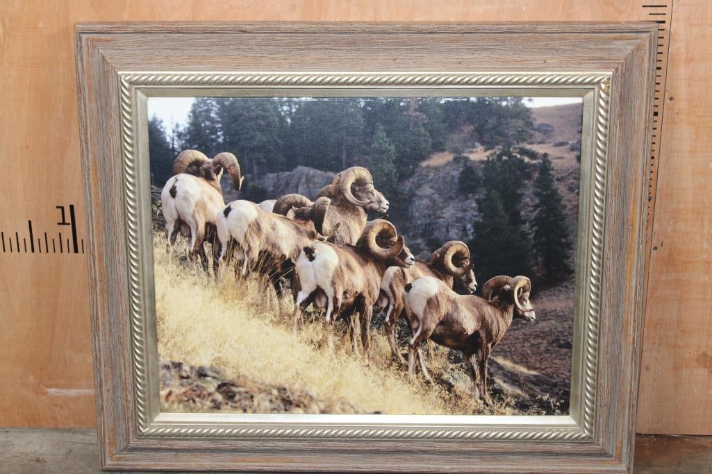 "On the Move" North American Bighorn Sheep Fine Art Photograph by artist James Gary Hines II: "On the Move" North American Bighorn Sheep Fine Art Photograph by artist James Gary Hines II. It is printed with Archival Ink on Canvas and is an Edition of 25. It is displayed in a nice Wood Frame