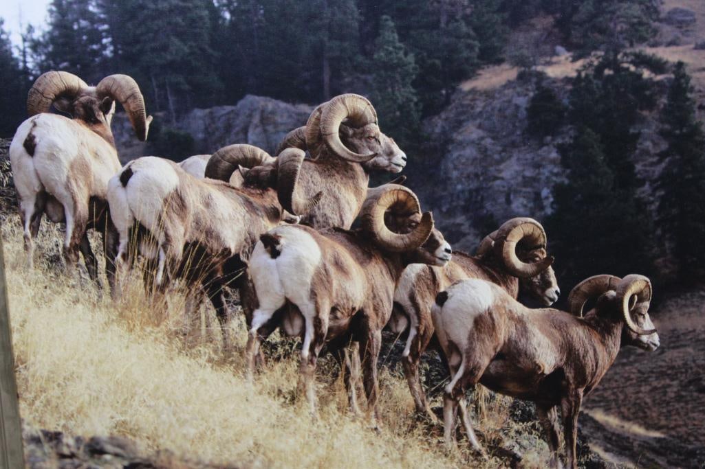 "On the Move" North American Bighorn Sheep Fine Art Photograph by artist James Gary Hines II - 2