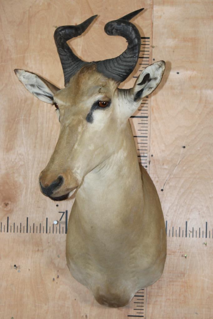 LICHTENSTEIN'S HARTEBEEST Shoulder Mount - 2