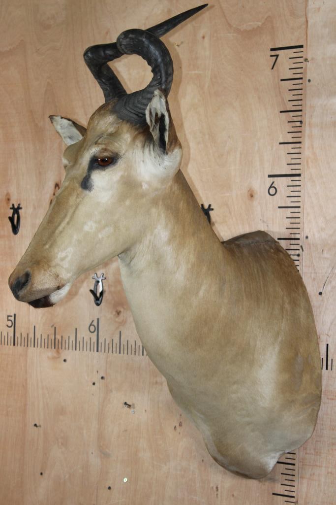 LICHTENSTEIN'S HARTEBEEST Shoulder Mount - 3