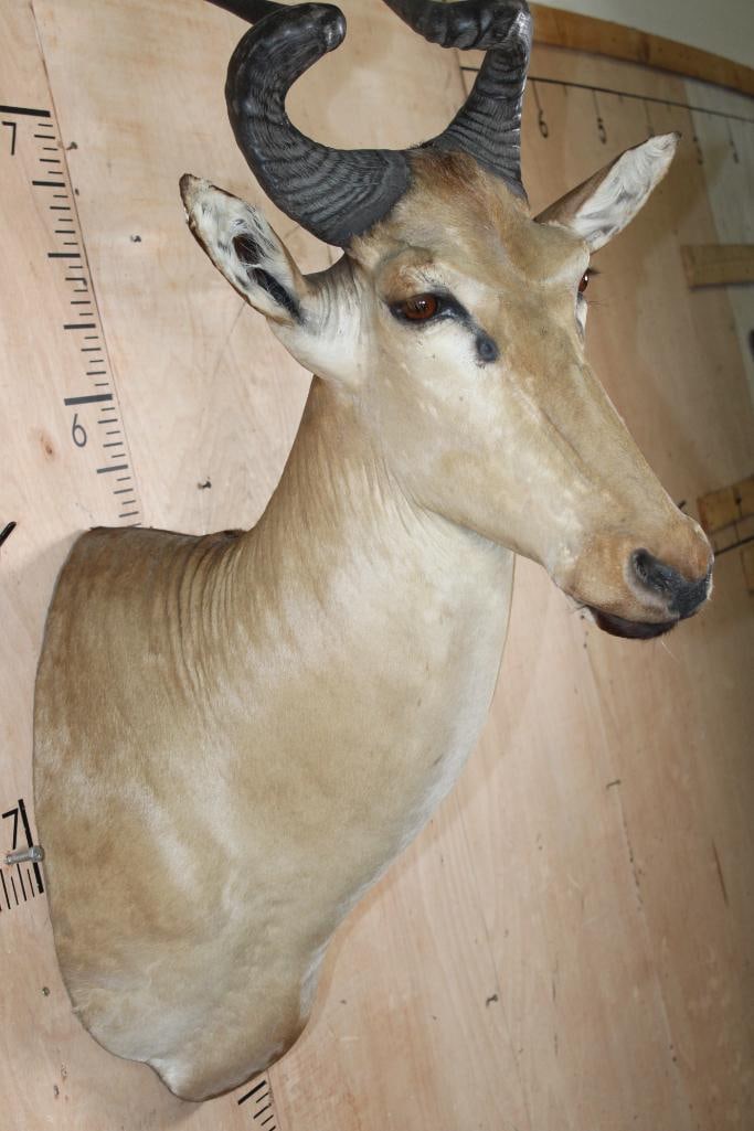 LICHTENSTEIN'S HARTEBEEST Shoulder Mount - 5