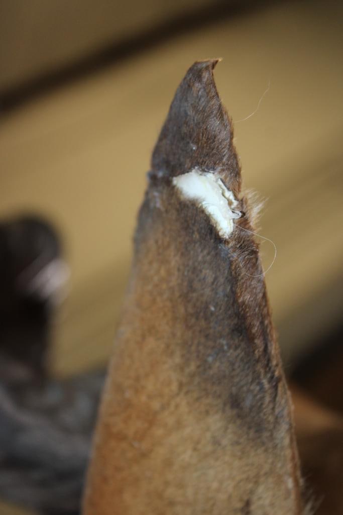 LICHTENSTEIN'S HARTEBEEST Shoulder Mount - 6