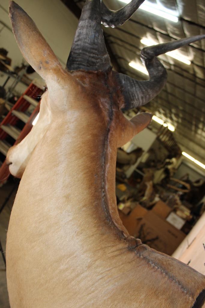 LICHTENSTEIN'S HARTEBEEST Shoulder Mount - 8