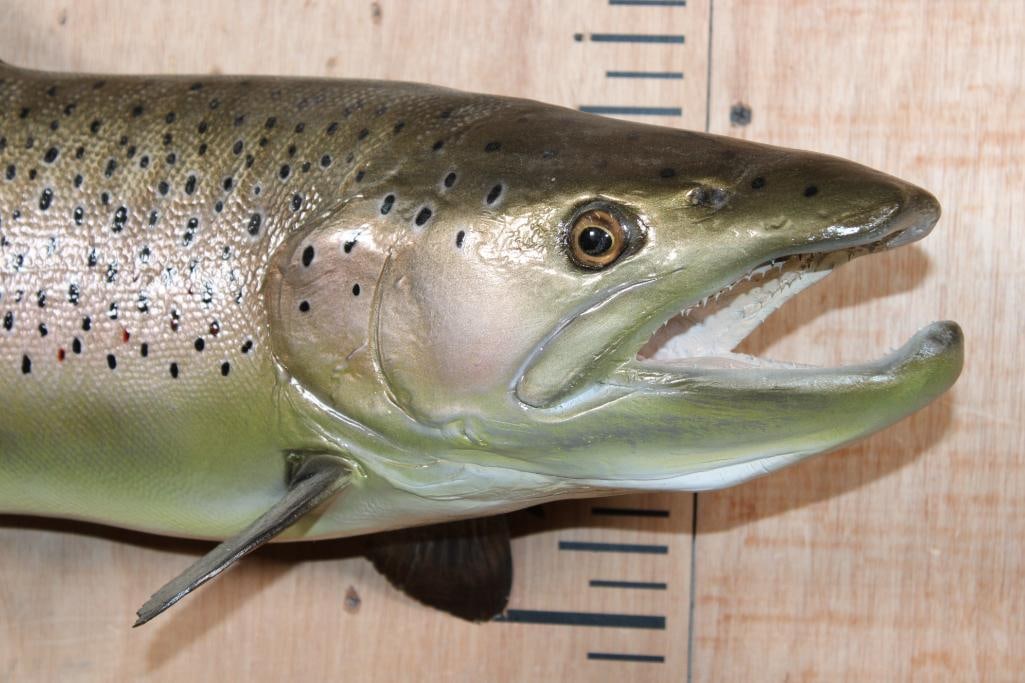 Reproduction BROWN TROUT Fish Mount - 2