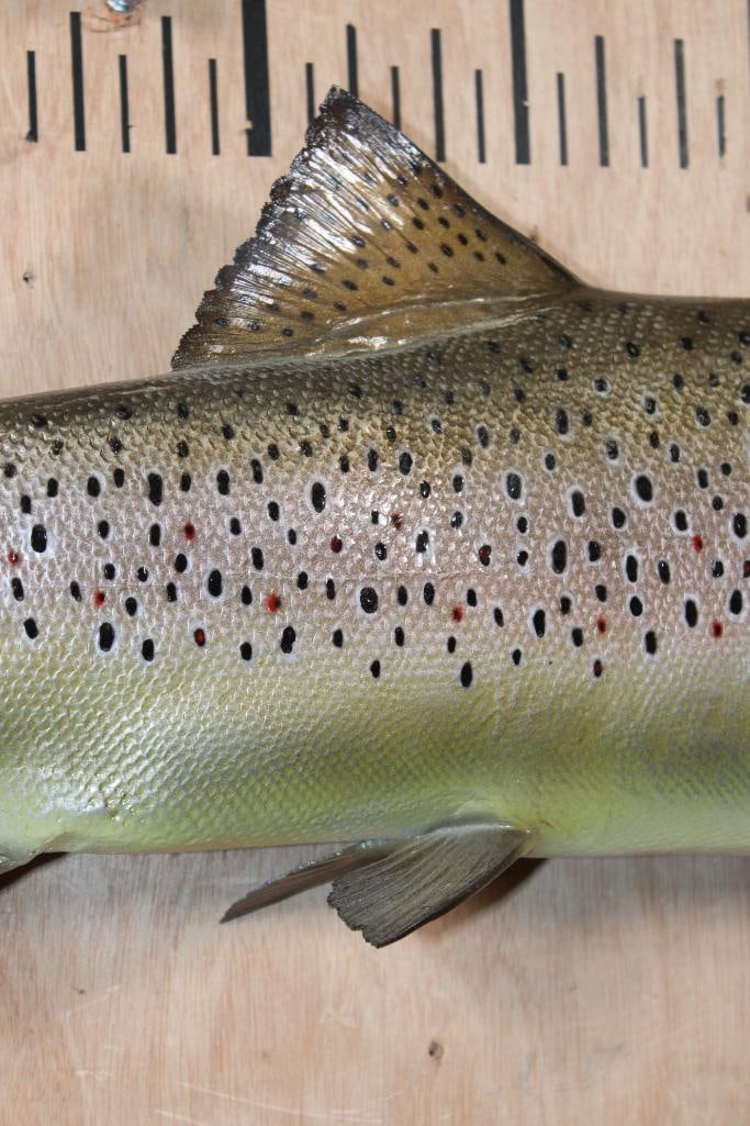 Reproduction BROWN TROUT Fish Mount - 3