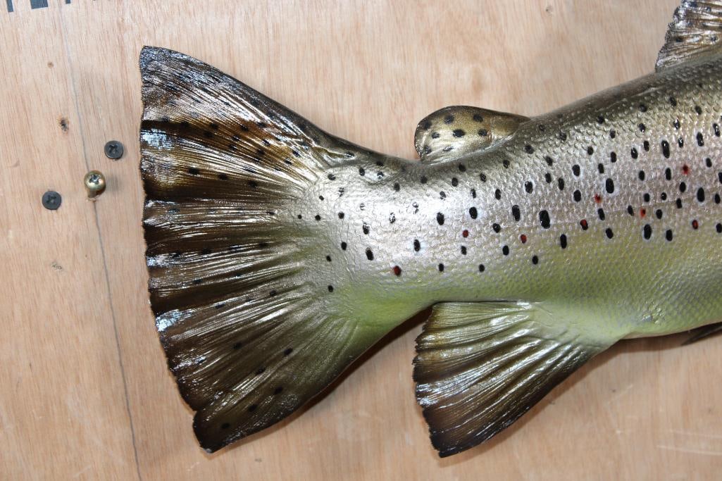 Reproduction BROWN TROUT Fish Mount - 4