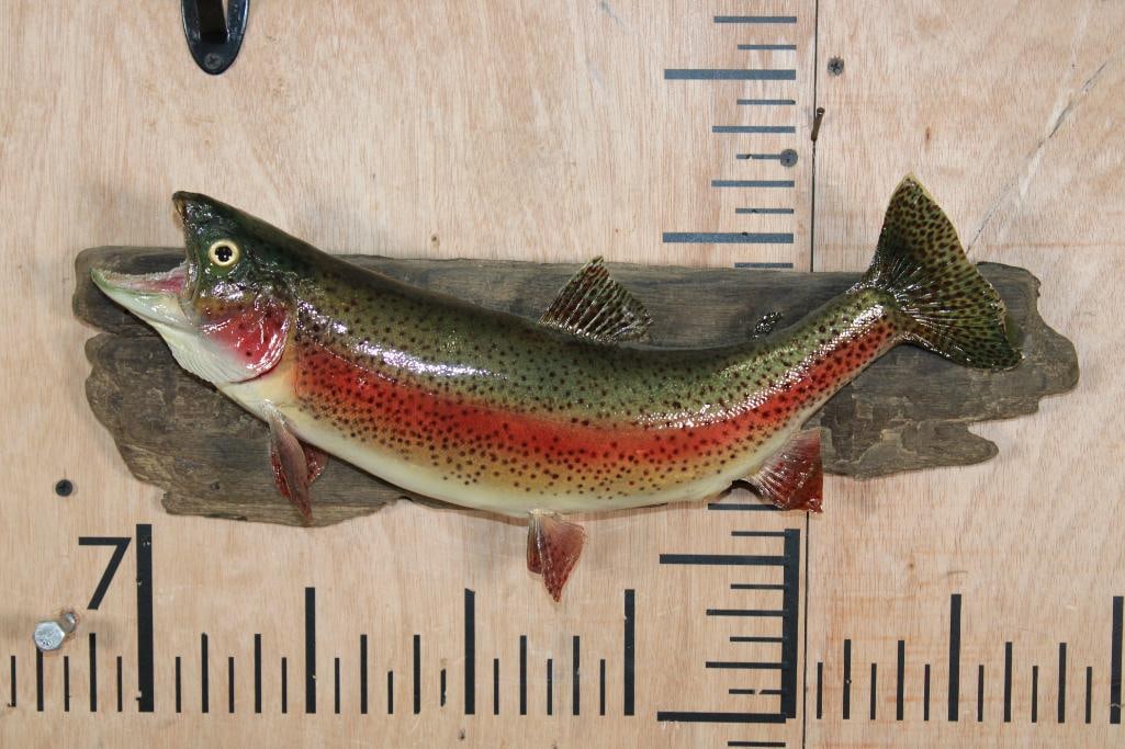 *Real Skin* RAINBOW TROUT on a Natural Wood Base: *Real Skin* RAINBOW TROUT on a Natural Wood Base. It measures 16" Long. TAXIDERMY FISH 