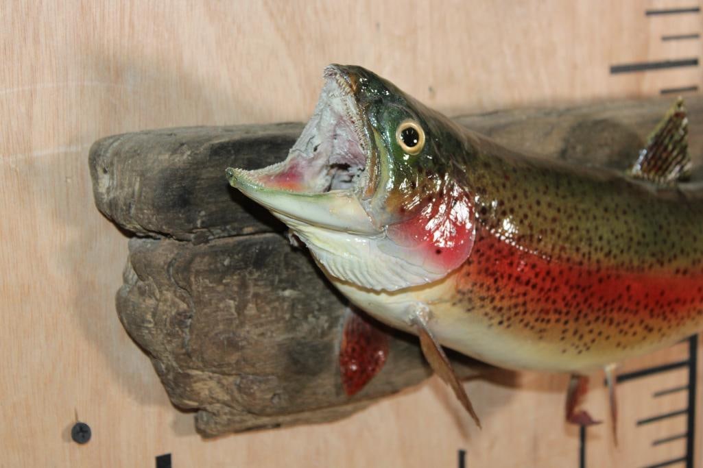*Real Skin* RAINBOW TROUT on a Natural Wood Base - 2