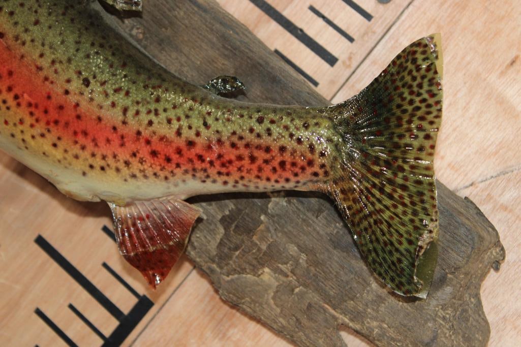 *Real Skin* RAINBOW TROUT on a Natural Wood Base - 5
