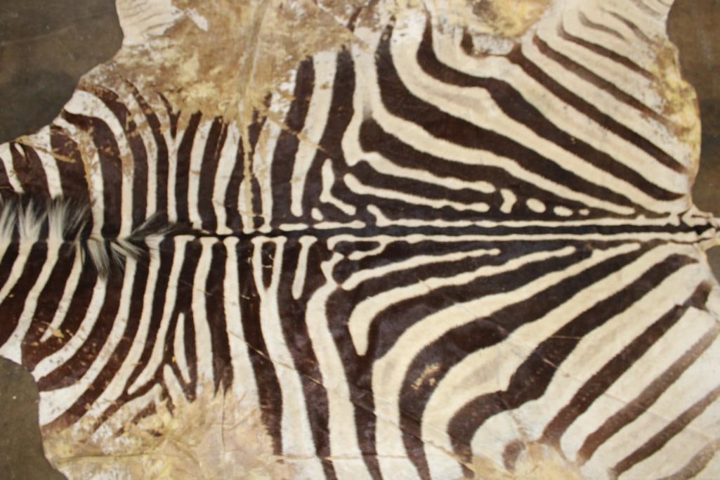 ZEBRA HIDE or ZEBRA RUG with Felt Backing - 10