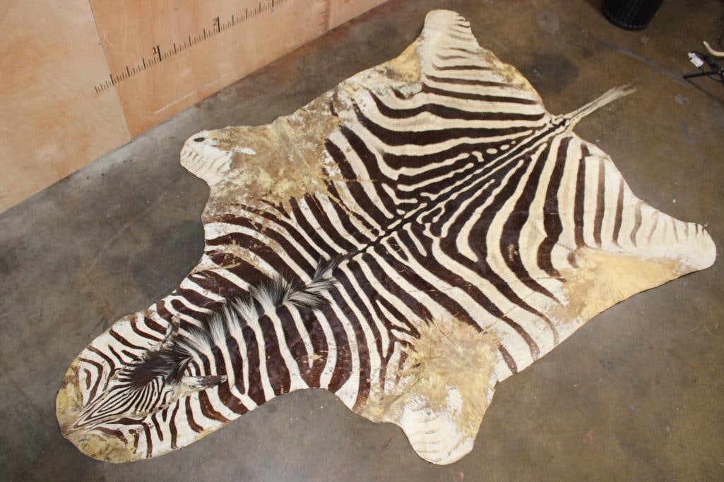 ZEBRA HIDE or ZEBRA RUG with Felt Backing: ZEBRA HIDE or ZEBRA RUG with Felt Backing. It measures approximately 10' Long x 6' 8" Wide. It has some wear and tear. TAXIDERMY RUGS 