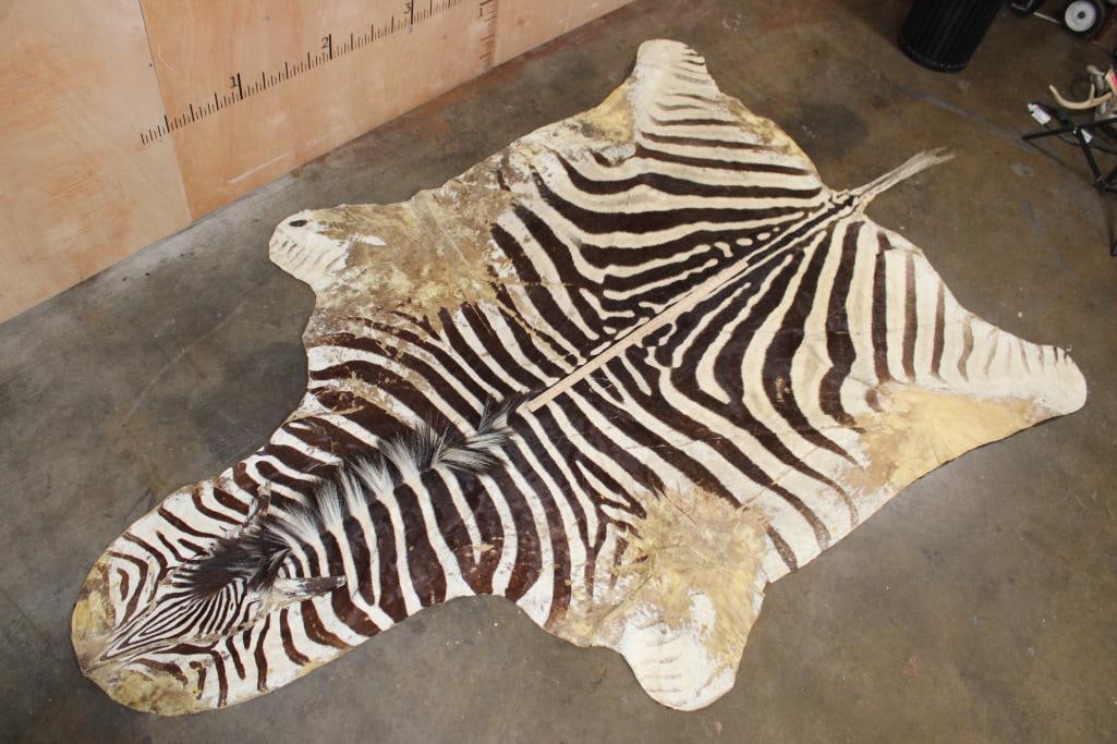 ZEBRA HIDE or ZEBRA RUG with Felt Backing - 2