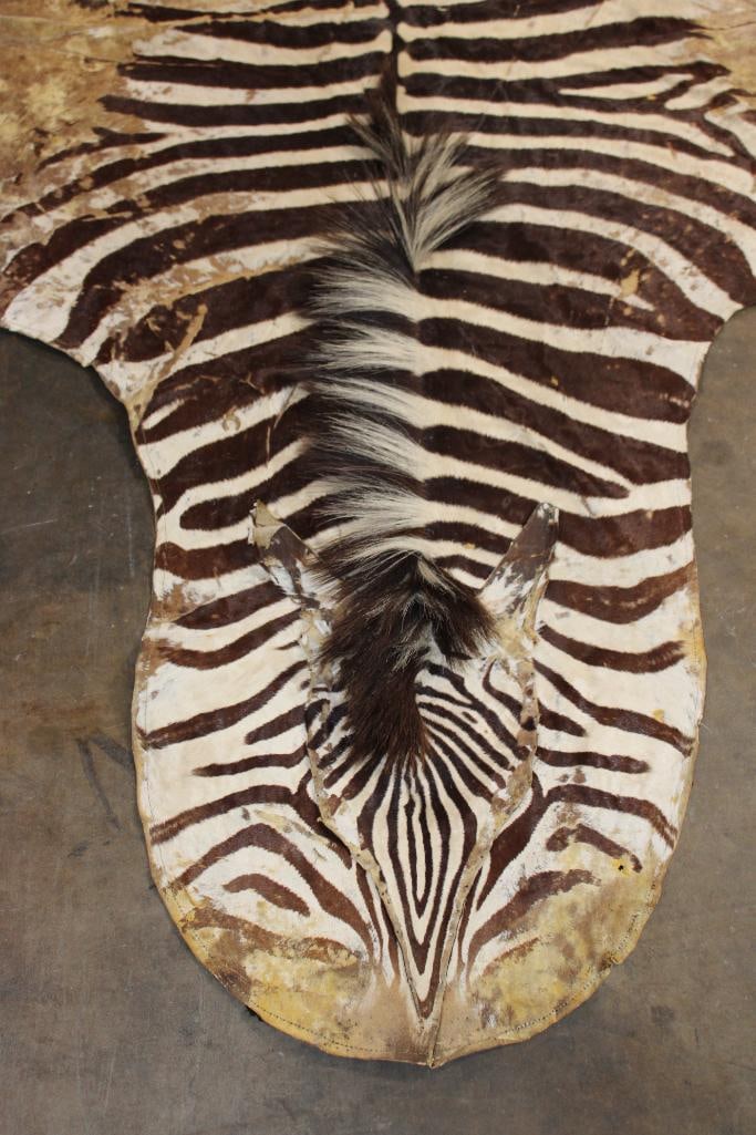 ZEBRA HIDE or ZEBRA RUG with Felt Backing - 3