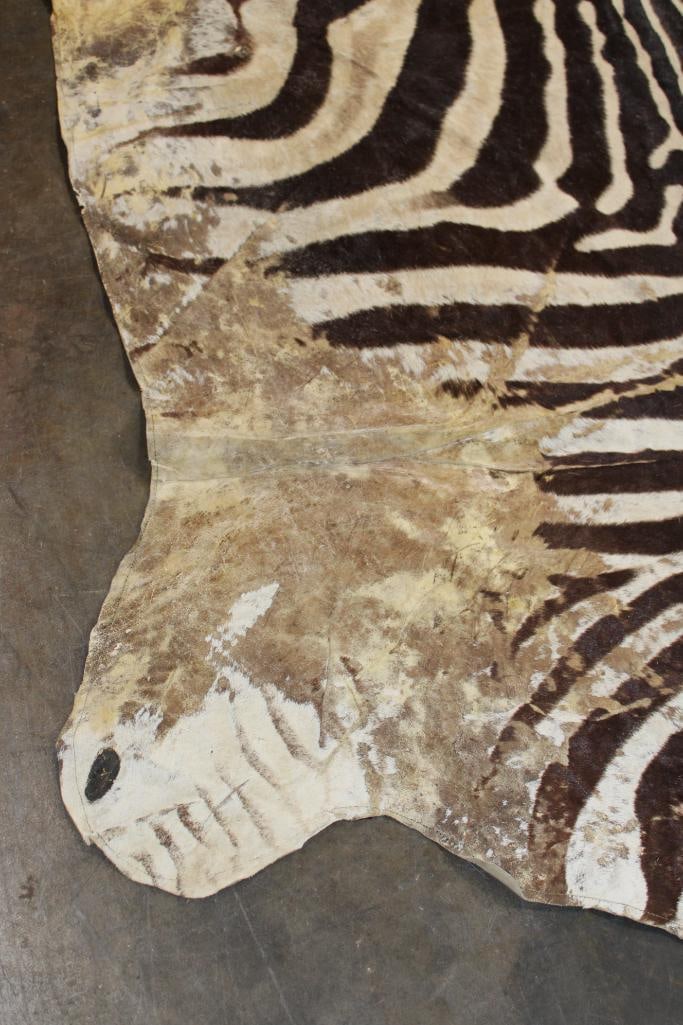 ZEBRA HIDE or ZEBRA RUG with Felt Backing - 4