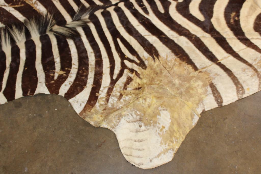 ZEBRA HIDE or ZEBRA RUG with Felt Backing - 5