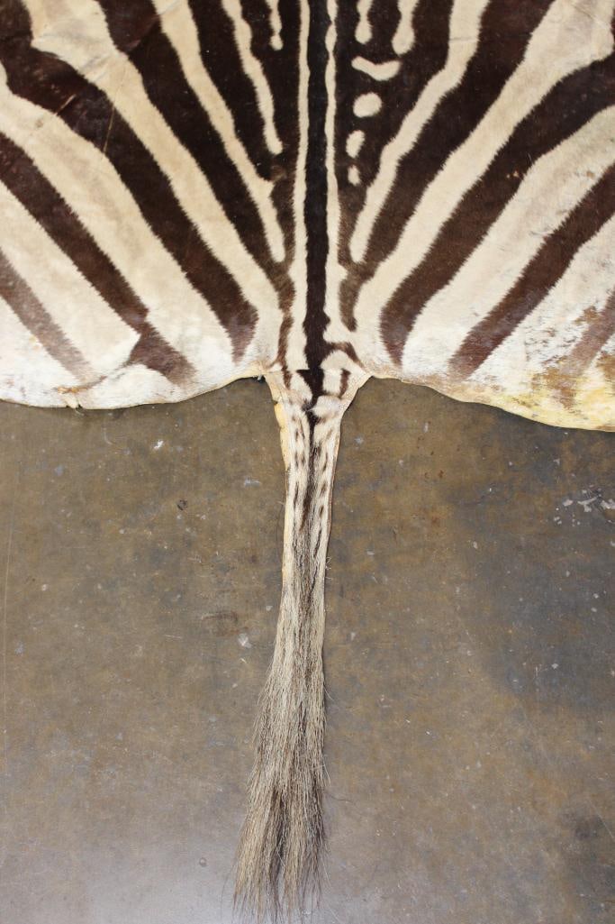 ZEBRA HIDE or ZEBRA RUG with Felt Backing - 7