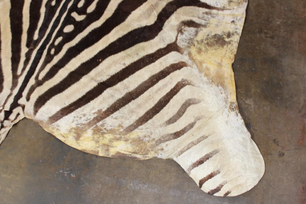 ZEBRA HIDE or ZEBRA RUG with Felt Backing - 8