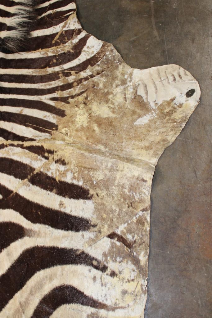 ZEBRA HIDE or ZEBRA RUG with Felt Backing - 9