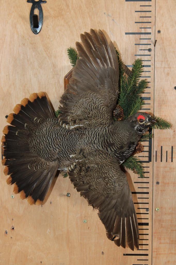Male Flying SPRUCE GROUSE on a Decorative Wood Plaque: Male Flying SPRUCE GROUSE Taken in Canada. It is mounted on a Decorative Wood Plaque. The Wingspan measures 20.5" Long and the Total Mount measures 14.5" Wide x 7" Depth. TAXIDERMY BIRDS 