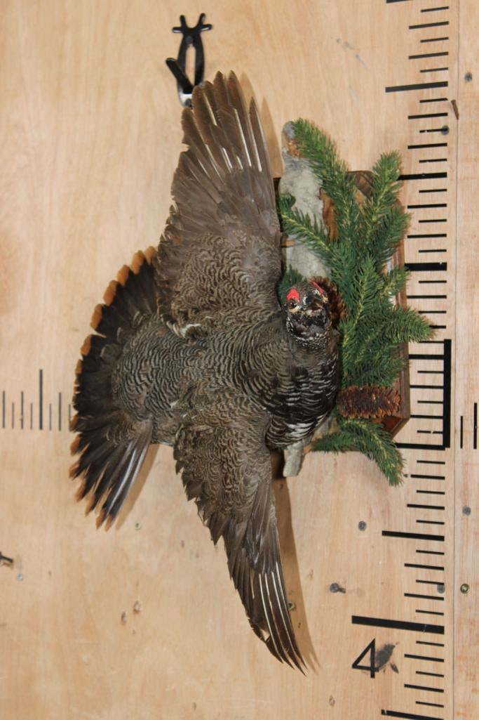 Male Flying SPRUCE GROUSE on a Decorative Wood Plaque - 2