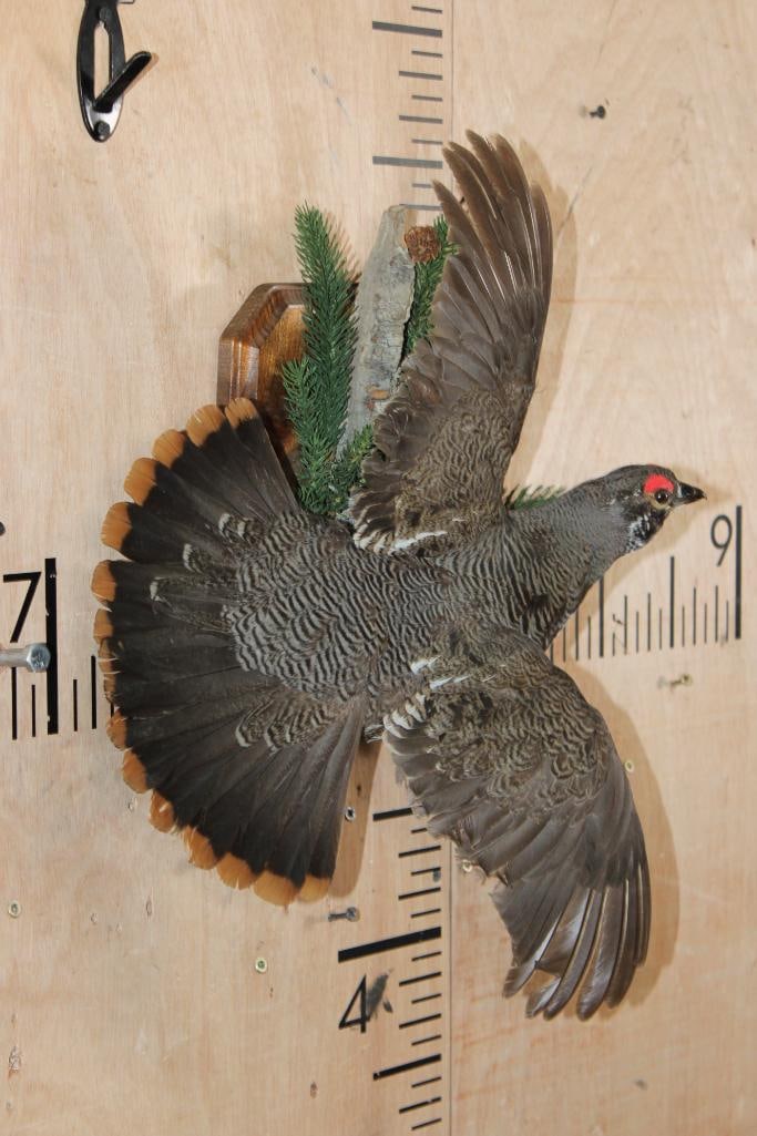 Male Flying SPRUCE GROUSE on a Decorative Wood Plaque - 3