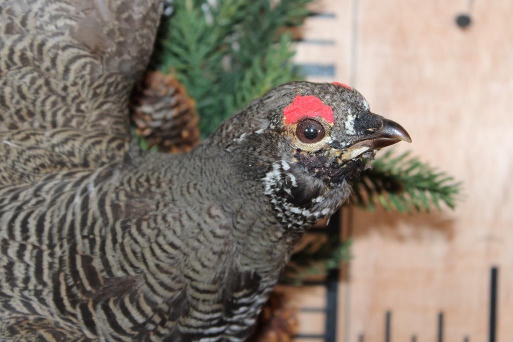 Male Flying SPRUCE GROUSE on a Decorative Wood Plaque - 4