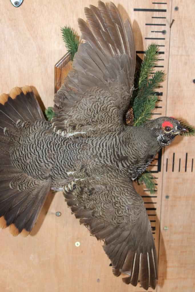 Male Flying SPRUCE GROUSE on a Decorative Wood Plaque - 5
