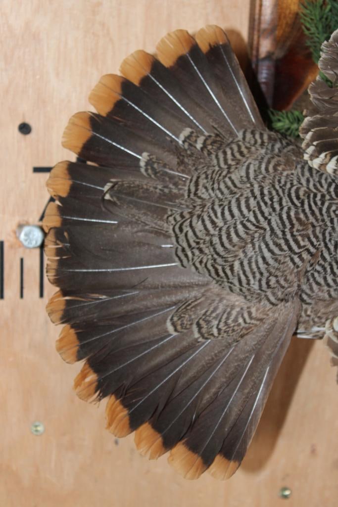 Male Flying SPRUCE GROUSE on a Decorative Wood Plaque - 6