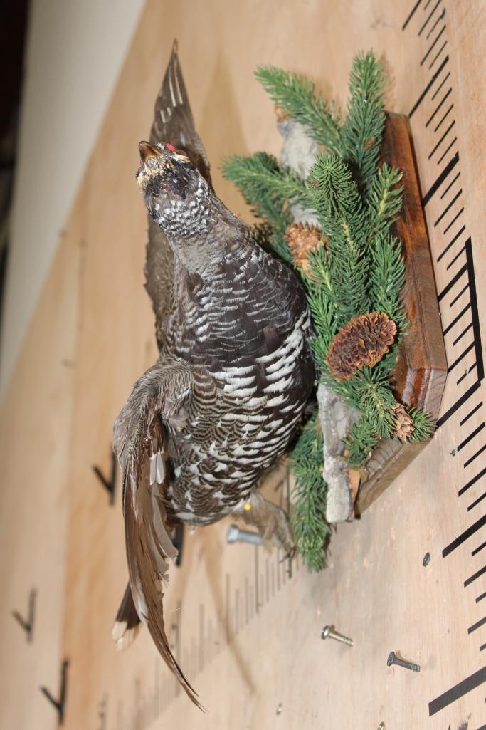 Male Flying SPRUCE GROUSE on a Decorative Wood Plaque - 7